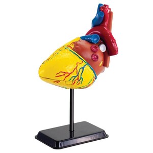 Анатомические модели-конструкторы: Набор для исследований Edu-Toys Модель Сердце человека сборная, 14 см