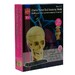 Набір для досліджень Edu-Toys Модель черепа з нервами збірна, 9 см дополнительное фото 1.