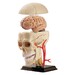 Набір для досліджень Edu-Toys Модель черепа з нервами збірна, 9 см дополнительное фото 3.