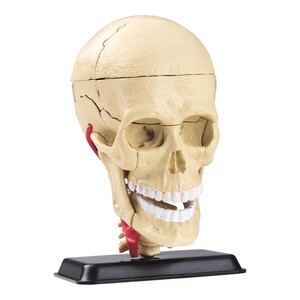 Набір для досліджень Edu-Toys Модель черепа з нервами збірна, 9 см