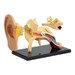 Набір для досліджень Edu-Toys Модель анатомія вуха збірна, 7,7 см дополнительное фото 2.