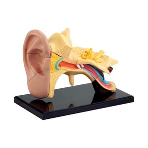 Дослідження і досліди: Набір для досліджень Edu-Toys Модель анатомія вуха збірна, 7,7 см
