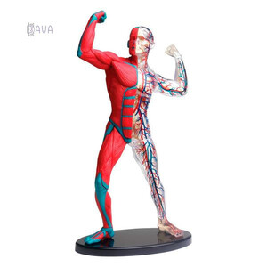 Анатомические модели-конструкторы: Модель мышц и скелета человека сборная, 19 см, Edu-Toys