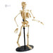 Модель скелета людини збірна, 24 см, Edu-Toys дополнительное фото 3.