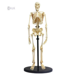 Анатомические модели-конструкторы: Модель скелета человека сборная, 24 см, Edu-Toys