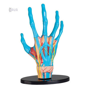 Анатомические модели-конструкторы: Модель руки сборная, 16.5 см, Edu-Toys
