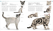 The Cat Encyclopedia (new edition) [Dorling Kindersley] дополнительное фото 3.
